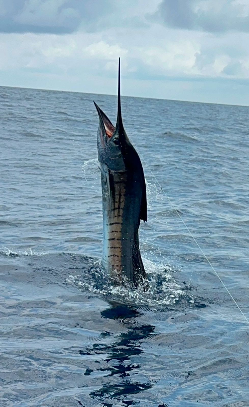 Sailfish jumping out of the water